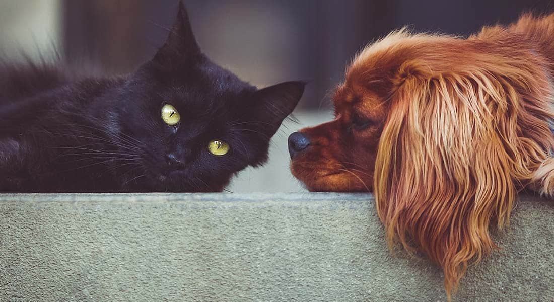 Sores on Dogs Belly: Causes, Symptoms, & Treatment