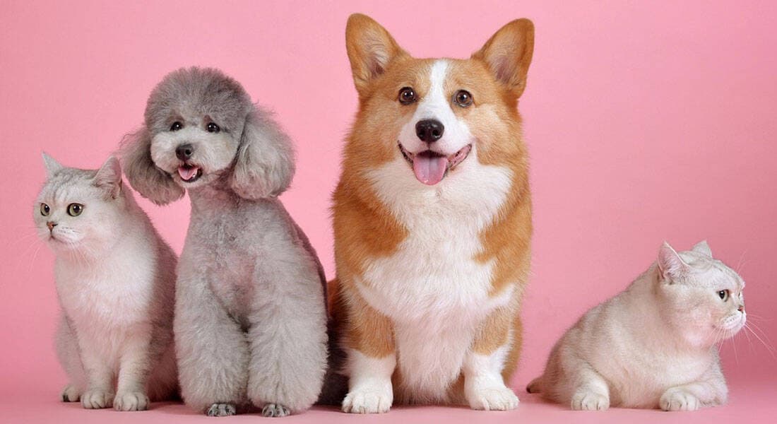 Cats and dogs of all shapes and sizes — the patients of Union Vet
