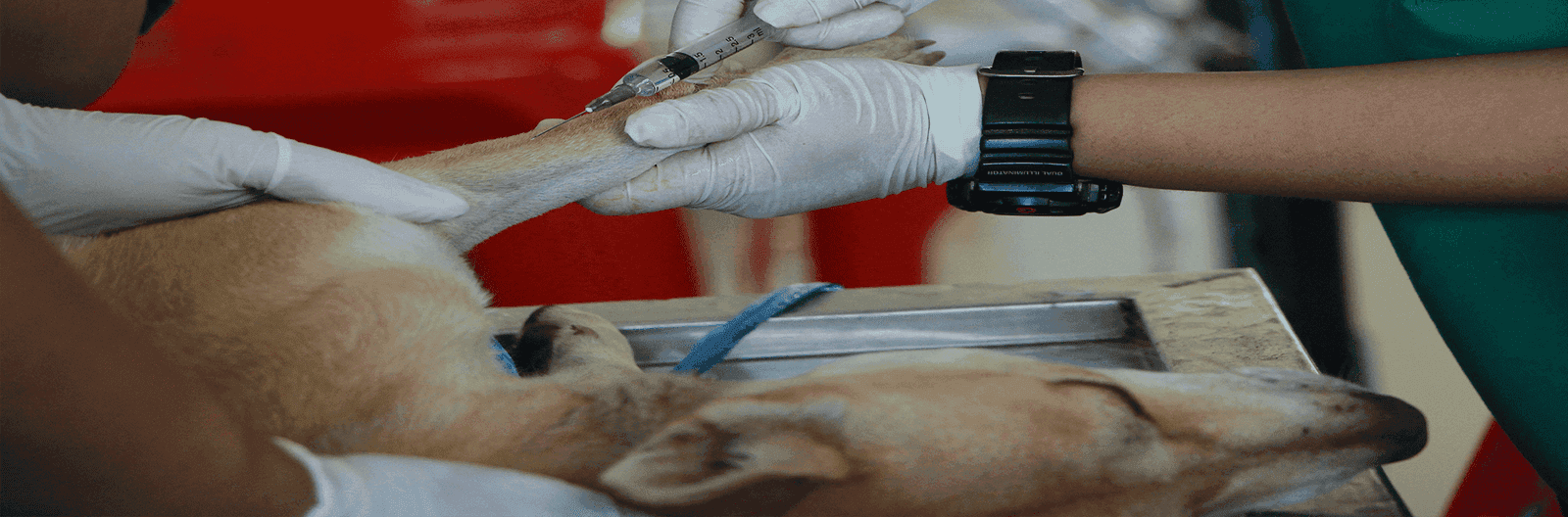 Best Diet for Dogs with Liver Disease: A Queens, NY Guide