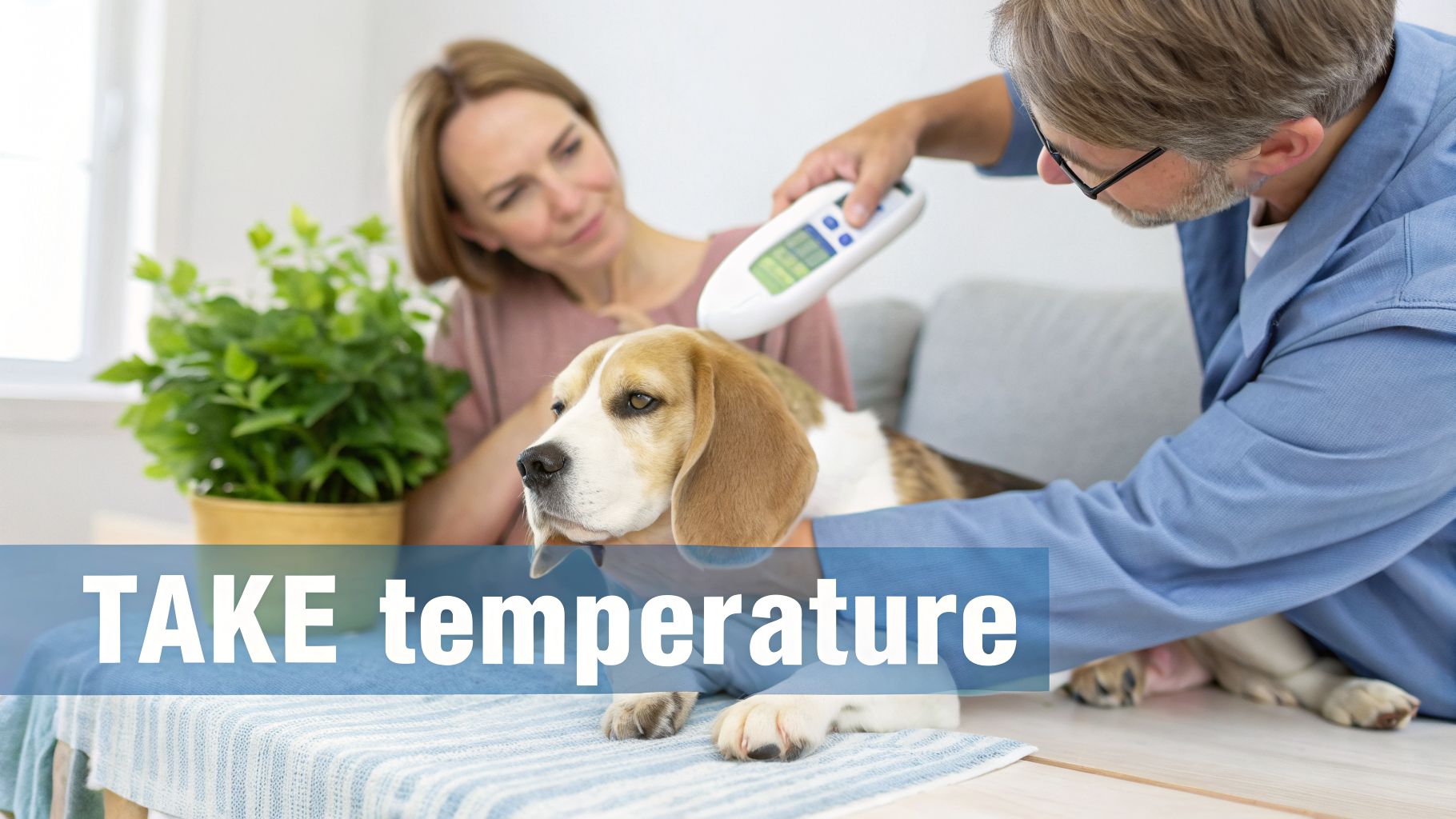 A man takes a beagle dog's temperature with a digital thermometer, while a woman watches.