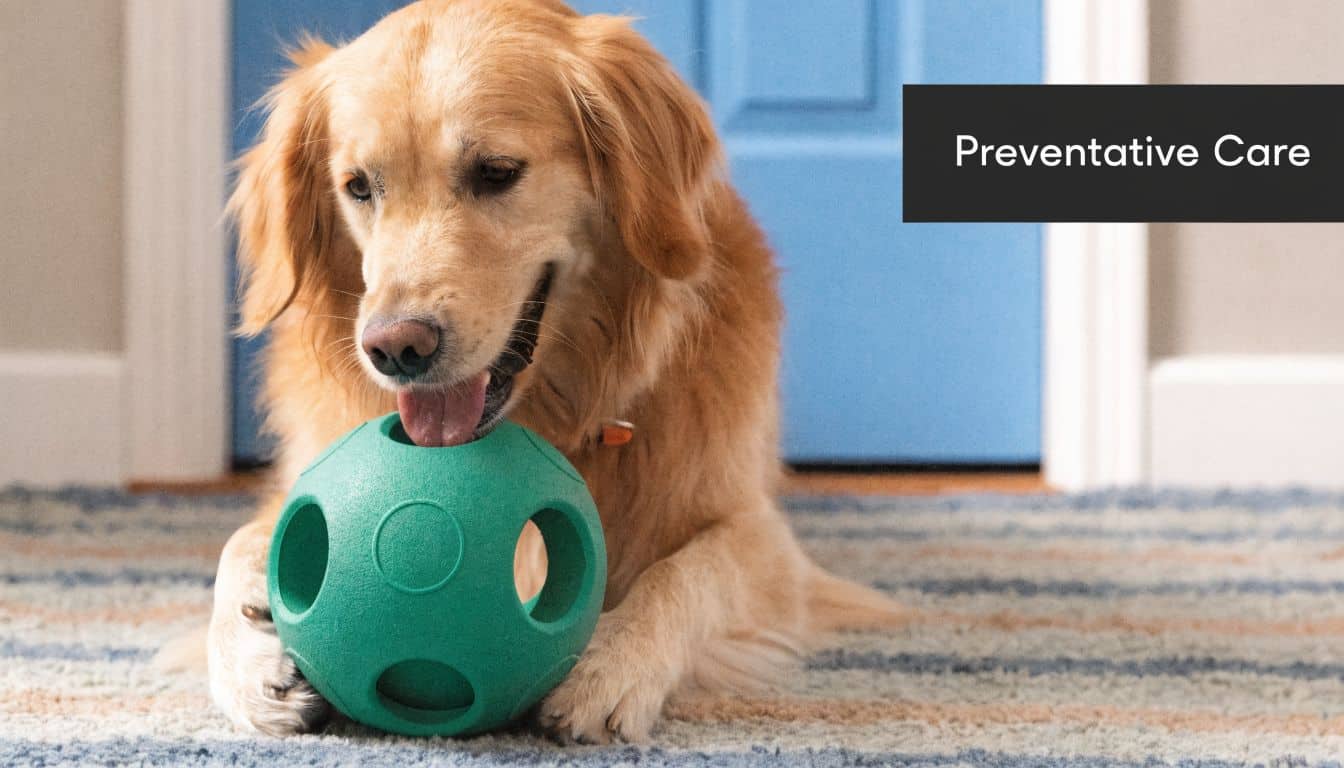 A golden retriever playing with a large green ball on a carpeted floor in a home.
