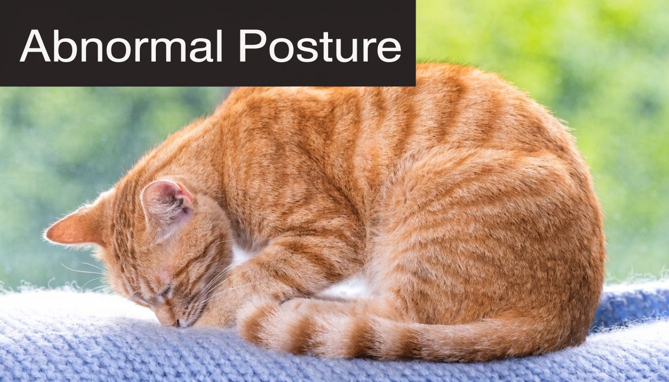 A ginger cat sitting in a hunched position with its head pressed against a soft surface.