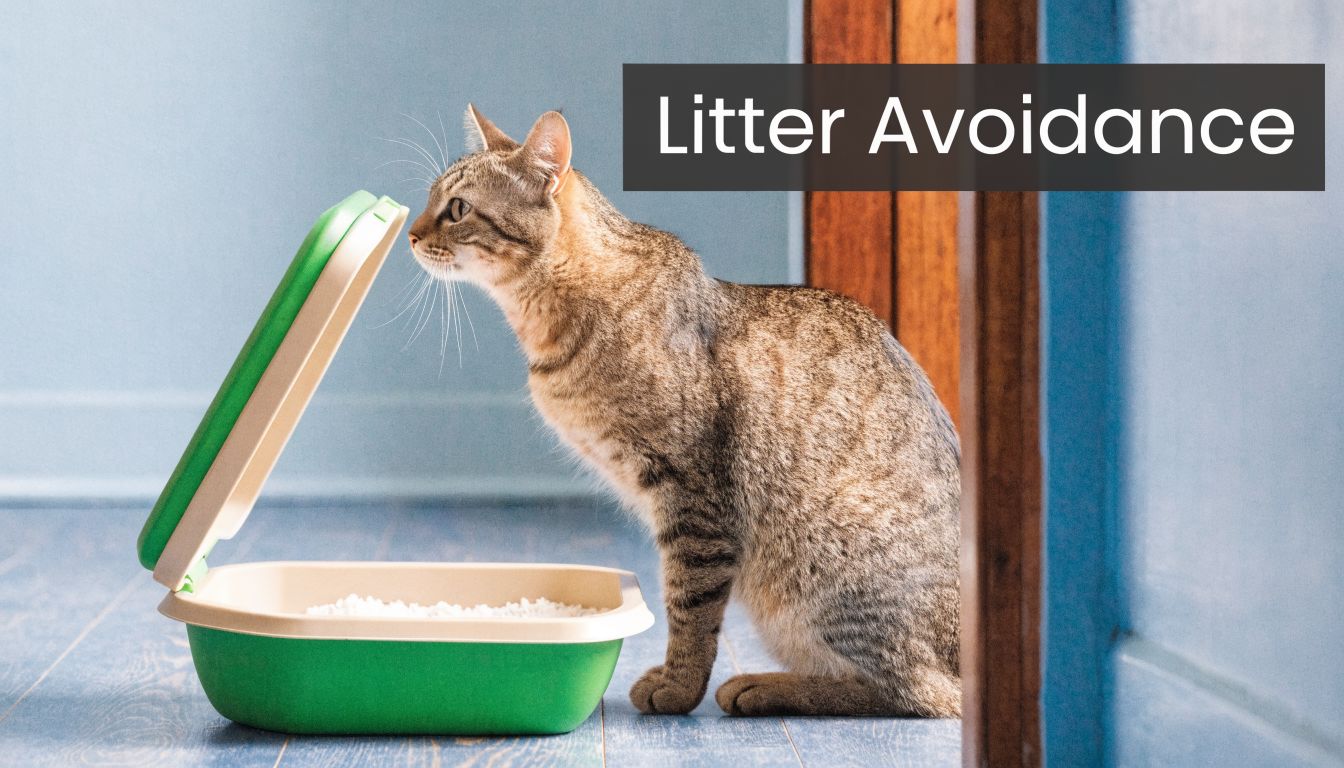 A brown tabby cat sitting next to a green litter box with the lid open.