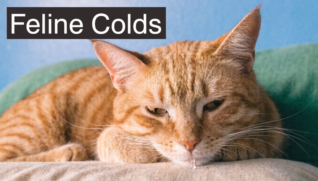 An orange tabby cat lying down and looking sick with clear nasal discharge from its nose.