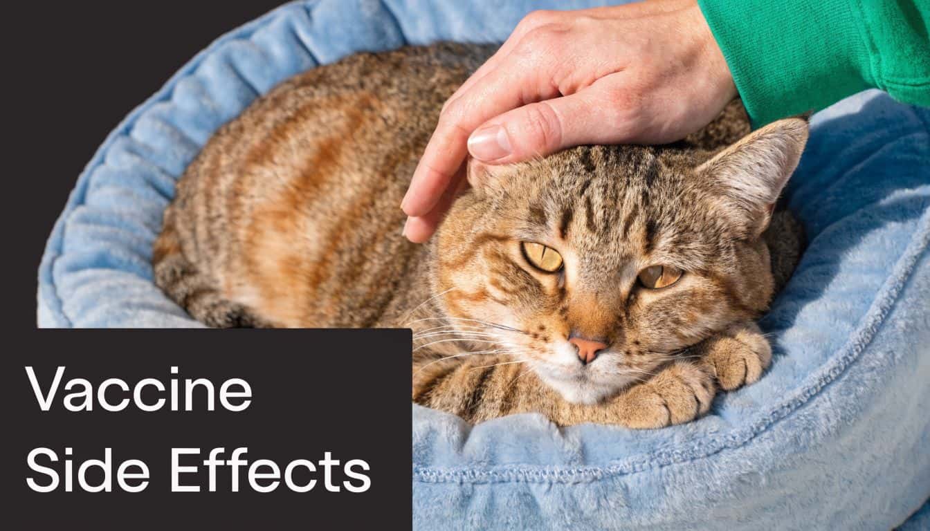 A person gently pets a brown tabby cat resting in a soft blue bed, labeled vaccine side effects.